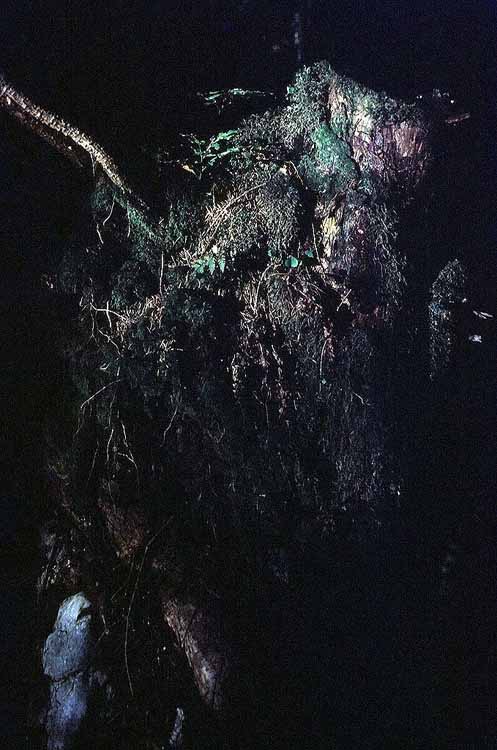 Hennenkopf am 01.11.1973