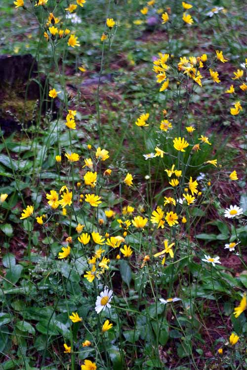 Larstigalm am 06.07.2010